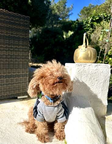 Ein kleiner, lockiger Hund in einem grauen Pullover sitzt zufrieden in der Sonne neben einer weißen Wand und einem Messingkessel, umgeben von viel Grün.