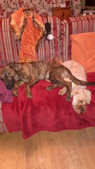 Dois cães estão confortavelmente deitados em um sofá coberto por um cobertor vermelho. Um deles é marrom tigrado, o outro é creme claro; os dois parecem bem à vontade e relaxados juntos.