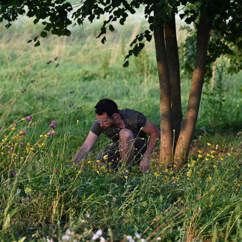 A man crouches under a tree in a lush, green field, surrounded by wildflowers and tall grass, appearing to inspect or gather plants thoughtfully.