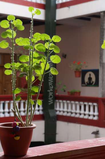 The image features a potted plant with green leaves in a red pot, situated on a red ledge, with a building's interior visible in the background.