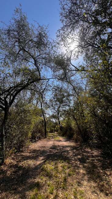 Un chemin de terre ensoleillé serpente à travers une forêt, entourée de verdure dense et d'arbres imposants. Le ciel bleu clair perce à travers la canopée feuillue.