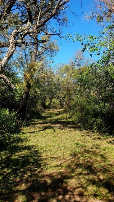Un sentier forestier ensoleillé serpente à travers de grands arbres feuillus sous un ciel bleu clair, projetant des ombres complexes sur le sol et invitant à une exploration paisible.