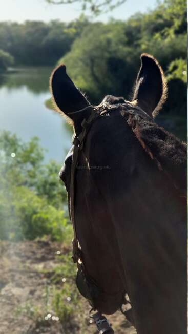 La tête d'un cheval est représentée de dos, regardant vers une rivière tranquille entourée de verdure luxuriante, baignée d'une chaude lumière solaire, évoquant la paix et la sérénité.