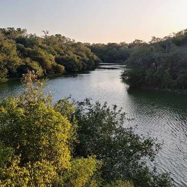 A serene river winds through dense green forest under a clear sky, reflecting sunlight on calm water. Nature thrives in peaceful, untouched surroundings.