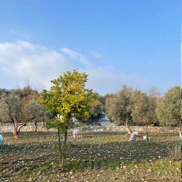 A small tree stands in a rocky, open field under a blue sky. In the background, there are olive trees, a stone wall, and a house.