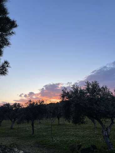An evening sky glows with orange and pink hues behind dark silhouetted trees in a peaceful field. Two dogs wander near the tree in the foreground.