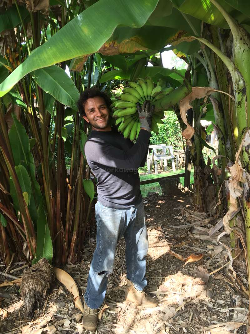 Help in an organic food forest farm in Kealakekua, Hawaii