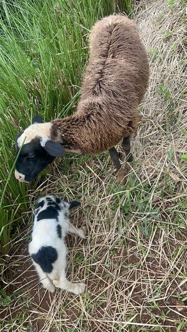 Una oveja adulta de color marrón y un pequeño cordero blanco y negro pastan tranquilamente juntos sobre hierba seca y vegetación verde, en un entorno natural al aire libre.