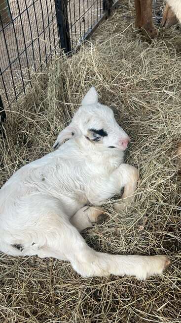 Un ternero blanco recién nacido con una mancha negra cerca del ojo descansa plácidamente sobre un lecho de heno en un recinto vallado de una granja.
