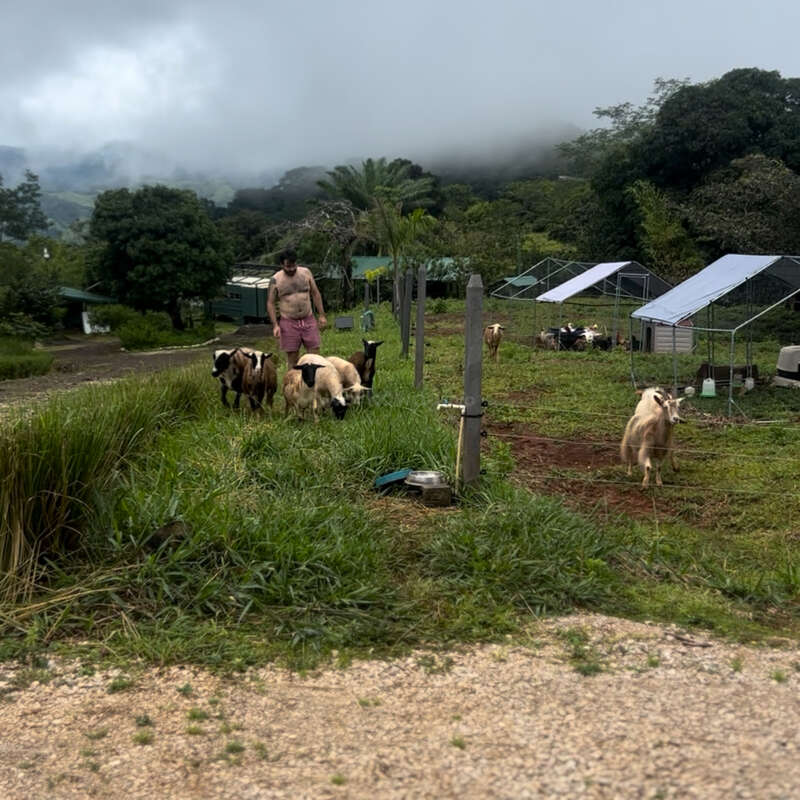 Un hombre vestido con pantalones cortos rosas pasea con varias cabras por una zona rural cubierta de hierba. En el paisaje de fondo se ven invernaderos, árboles y montañas neblinosas.