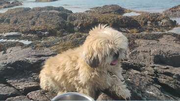 A fluffy, light-brown dog rests on rocky terrain near the seaside. The dog looks relaxed with its tongue out, and a metal bowl is nearby.