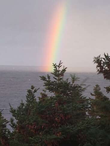 A vibrant rainbow arches across a cloudy sky over a calm sea, with lush green pine trees in the foreground, creating a serene and magical scene.