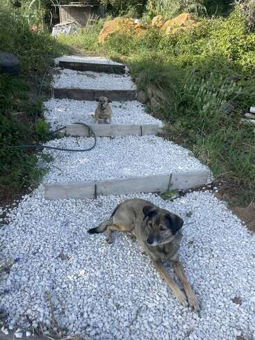 Dos perros están tumbados en unos escalones de grava blanca en un jardín. El camino está rodeado de vegetación verde, rocas y una manguera cruzando un escalón.