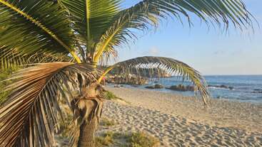 Eine Palme steht an einem sonnigen Sandstrand an einem ruhigen blauen Meer. In der Ferne sind unter dem klaren Himmel Felsen und Grünflächen zu sehen.