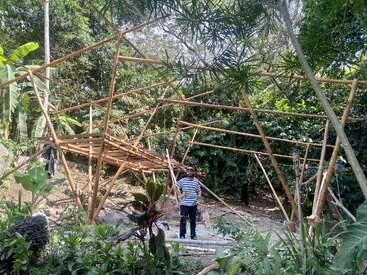 Un hombre se encuentra debajo de una estructura de bambú parcialmente construida, rodeado de exuberantes plantas y árboles tropicales, con la luz del sol filtrándose a través del dosel del bosque.