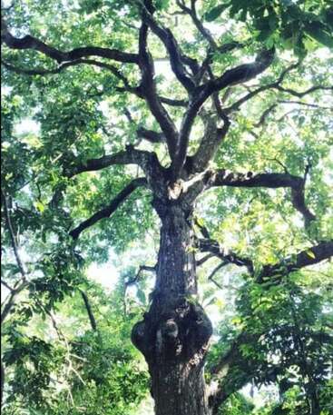 This image shows a tall, old tree with a thick trunk and many twisting branches, surrounded by lush green leaves and sunlight filtering through the canopy above.