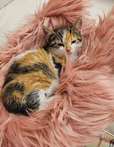 Um gatinho chita dorminhoco aninha-se confortavelmente em um cobertor rosa macio e fofo, combinando adoravelmente com o ambiente e parecendo contente e aconchegado no sofá.