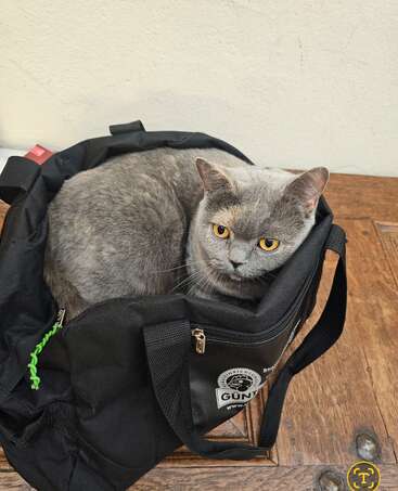 Um gato cinza com impressionantes olhos amarelos senta-se confortavelmente dentro de uma bolsa preta em um piso de madeira, olhando para cima com curiosidade e um comportamento calmo.