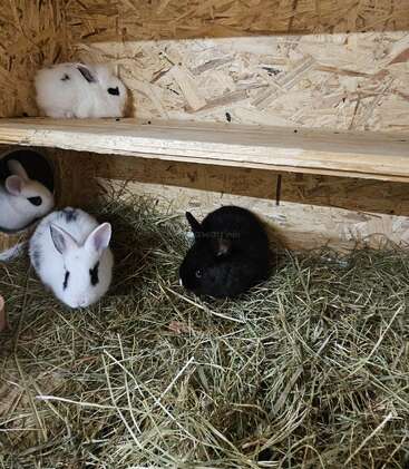 Quatro adoráveis coelhos bebês, brancos e pretos, sentados sobre feno dentro de uma gaiola de madeira. Alguns estão comendo, enquanto outros exploram curiosamente seu recinto aconchegante.