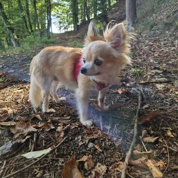 Um cão pequeno e fofo usando um arreio vermelho fica alerta em um chão de floresta coberto de folhas e galhos, cercado por árvores verdes exuberantes e pela luz do sol.