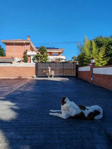 A large dog lies on a paved driveway. In the background, a person walks another dog near a gated entrance, with a house and clear blue sky.
