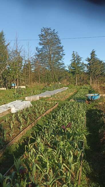 A lush vegetable garden features raised beds with thriving green plants, surrounded by tall trees, a clear blue sky, and bathed in morning sunlight. Peaceful scenery.