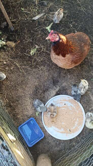 A hen and several chicks are inside a fenced enclosure with dirt ground, gathering around a white tray of feed and a blue container of water.