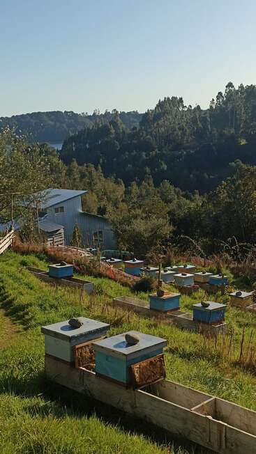 Several blue beehives are arranged on grassy terrain in a rural area, with a house, trees, and forested hills visible under clear skies in the background.