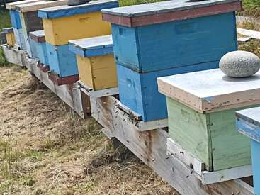 Mehrere bunte Bienenstöcke sind auf einem Holzständer im Freien aufgereiht. Große Steine liegen darauf, wahrscheinlich um die Deckel zu sichern, und Gras umgibt den Bereich.