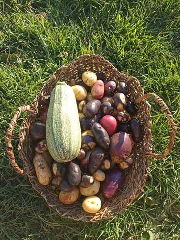 Ein geflochtener Korb steht auf grünem Gras, gefüllt mit frisch geernteten, bunten Kartoffeln und einer hellgrünen Zucchini, die ein lebendiges, selbst angebautes Gemüse darstellen.