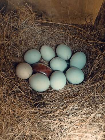 Ein Nest aus trockenem Heu enthält mehrere hellblaue Eier und ein braunes Ei, die sorgfältig in einer gemütlichen, natürlichen Umgebung gruppiert sind.