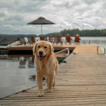 A imagem retrata uma cena serena de um golden retriever em pé em um cais, com um lago e árvores ao fundo, sob um céu nublado.