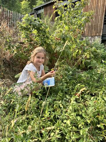 A young girl is picking berries in a lush garden, holding a plastic container, surrounded by green foliage, with a wooden building in the background.