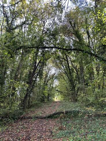 A lush forest path, surrounded by tall trees, leafy branches, and dense greenery. Sunlight filters through, illuminating fallen leaves and a tranquil, natural scene.