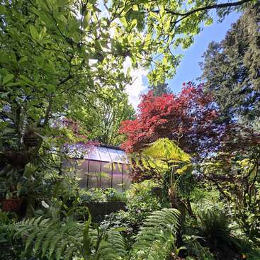 Jardin luxuriant avec un feuillage vert vif, des fougères et un arbre à feuilles rouges. Une serre en verre se trouve à l'arrière-plan sous un ciel bleu ensoleillé. Scène paisible et naturelle.