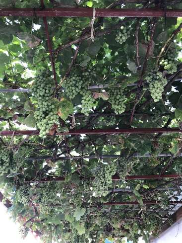 Una frondosa parra cargada de racimos de uvas verdes cuelga de un enrejado metálico, creando un frondoso dosel por encima, con la luz del sol filtrándose entre las hojas.