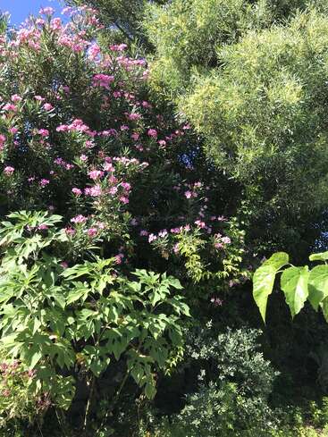 Una escena exuberante y vibrante con un denso follaje verde y abundantes flores rosas, que captura un jardín iluminado por el sol rebosante de vida vegetal diversa bajo un cielo azul despejado.