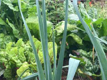 Esta imagen muestra un exuberante y vibrante huerto con varias plantas de hoja verde, entre ellas acelgas y puerros, que crecen juntas en un suelo sano.