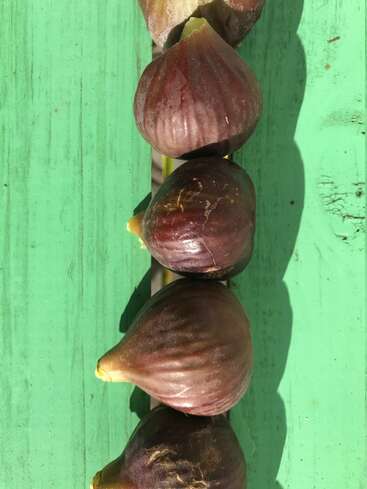 Cinco higos maduros se alinean ordenadamente sobre una superficie de madera verde brillante, proyectando suaves sombras bajo la intensa luz del sol, creando una escena vibrante y rústica.