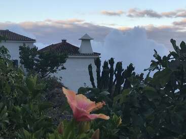 En primer plano, una vibrante flor rosa rodeada de exuberantes plantas verdes. Detrás, una casa blanca con tejado de tejas bajo un cielo nublado.
