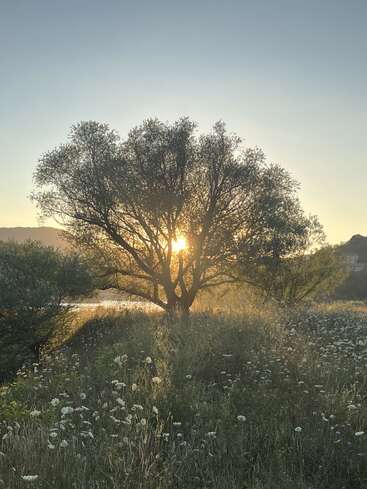 A tree stands in a wildflower meadow at sunrise. Sunlight shines through its branches, creating a golden glow. The scene feels peaceful and serene, embodying nature.
