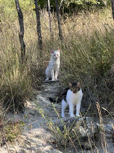 Two cats are exploring a sunlit, grassy forest path. One is white, sitting behind, while the other stands alert in the foreground among trees.