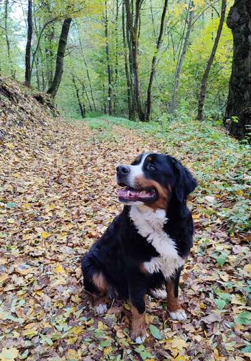 A happy Bernese Mountain Dog sits on a forest trail covered with autumn leaves, surrounded by tall trees and vibrant greenery, enjoying the peaceful outdoors.