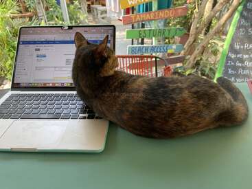 Um gato está deitado sobre o teclado de um laptop ao ar livre, bloqueando parcialmente a tela. Placas coloridas e plantas tropicais compõem um ambiente de trabalho descontraído e criativo.