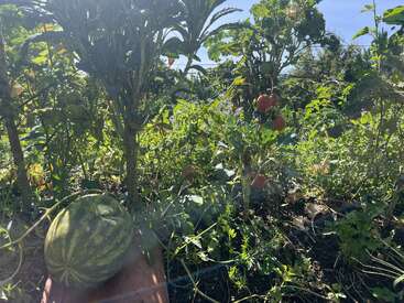 Jardim iluminado pelo sol com plantas verdes exuberantes. Uma melancia em primeiro plano e tomates vermelhos maduros pendurados em videiras altas. Vegetação densa e vibrante de verão.
