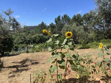 Três girassóis altos estão em um jardim seco e iluminado pelo sol. Ao redor deles há plantas menores, árvores e um fundo de floresta sob um céu azul claro.