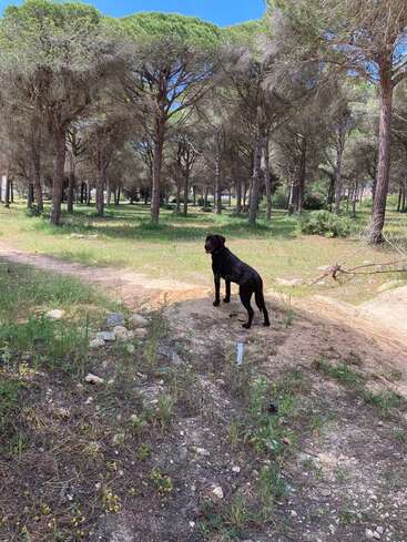 The image depicts a black dog standing on a dirt path in a wooded area, surrounded by trees and grass, with a clear blue sky above.