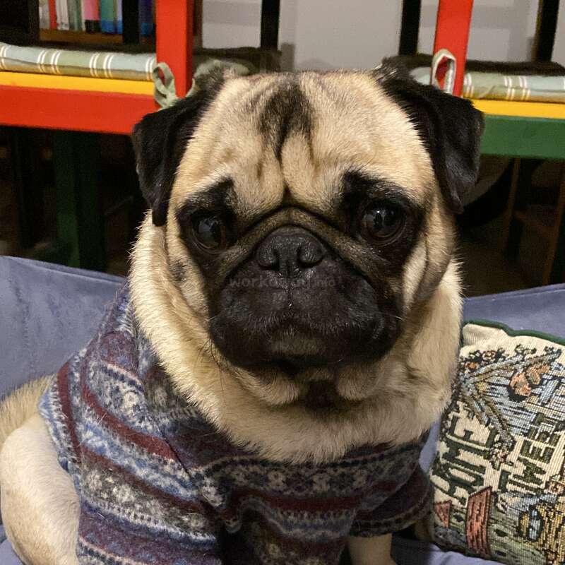 Un adorable carlin vêtu d'un pull à motifs est assis sur un canapé, à côté d'un coussin décoratif. Des livres et des chaises colorées sont visibles dans ce décor chaleureux.