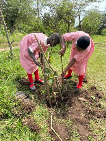 Two girls in red-checkered uniforms and red socks are carefully planting a young tree, supporting it with sticks, outdoors on a sunny day in a green field.