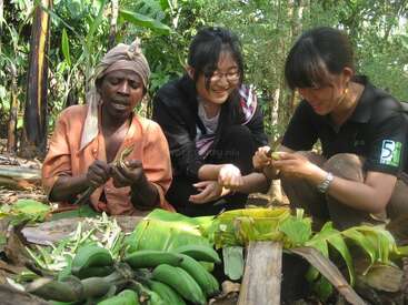 L'image représente trois personnes, probablement un fermier et deux touristes, assis ensemble dans un jardin, épluchant des bananes vertes à l'aide de couteaux. Ils sont entourés d'une végétation luxuriante.